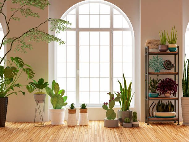 Indoor Plants