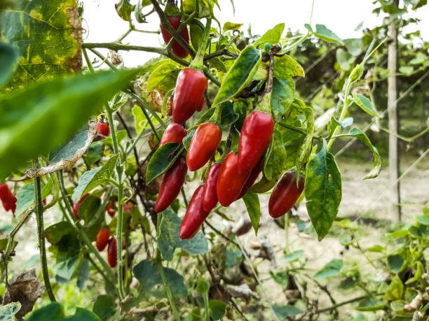 Kitchen Garden