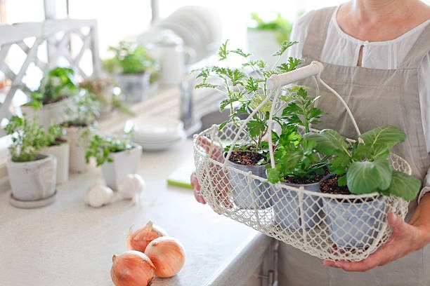 Kitchen Garden