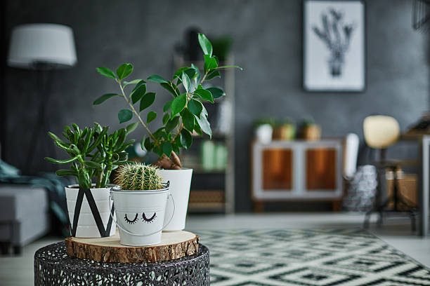 Indoor Plants